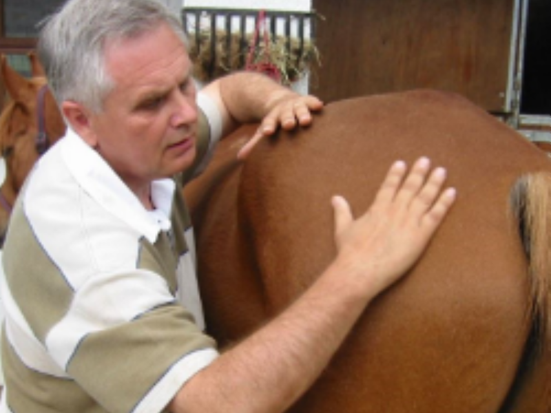 Horse Massage Intro