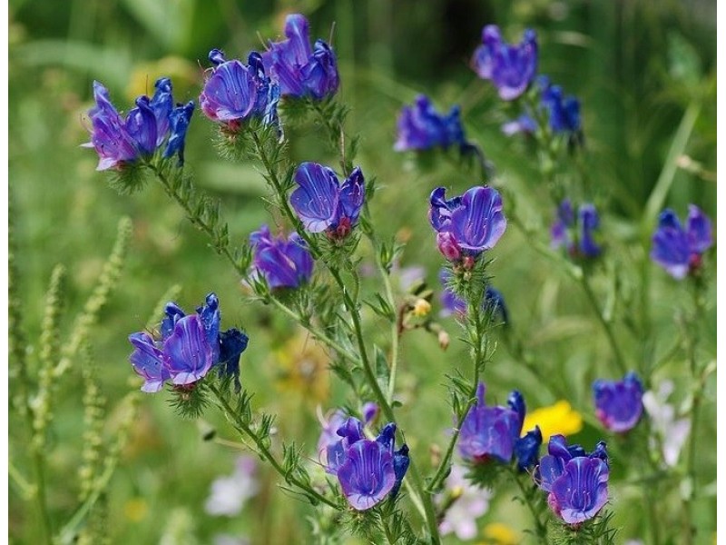 Echium Oil