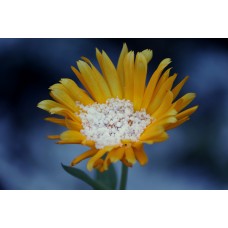 Arnica Oil Herbal Oil