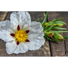 Labdanum Absolute 