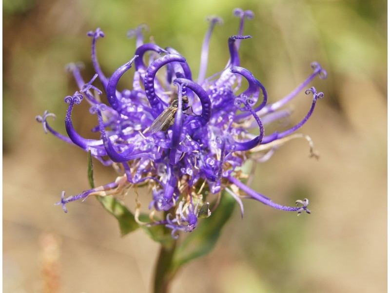 Devils Claw Herbal Oil