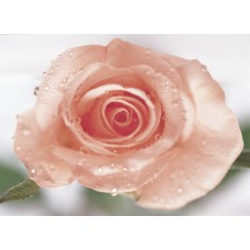 Gorgeous Rose Synergy