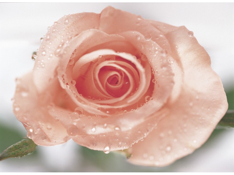 Gorgeous Rose Synergy