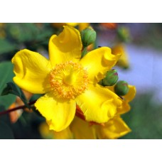 St. John's Wort Herbal Oil