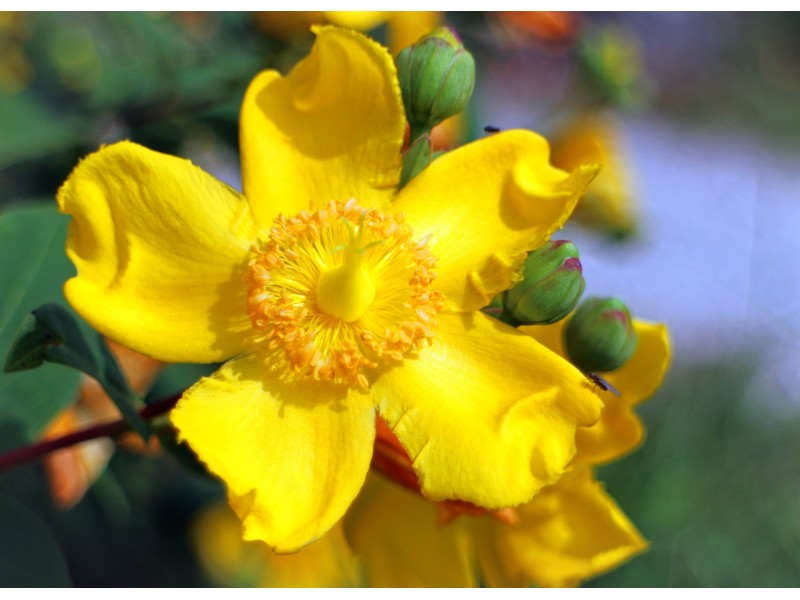 St. John's Wort Herbal Oil