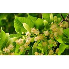 Lime Blossom Herbal Oil