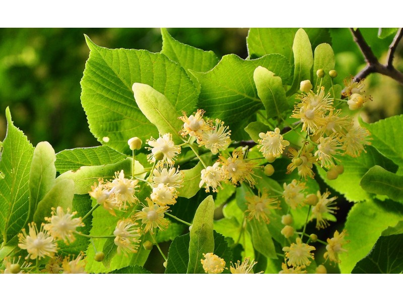Lime Blossom Herbal Oil