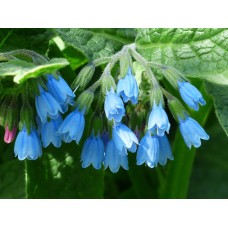 Comfrey Oil Herbal Oil