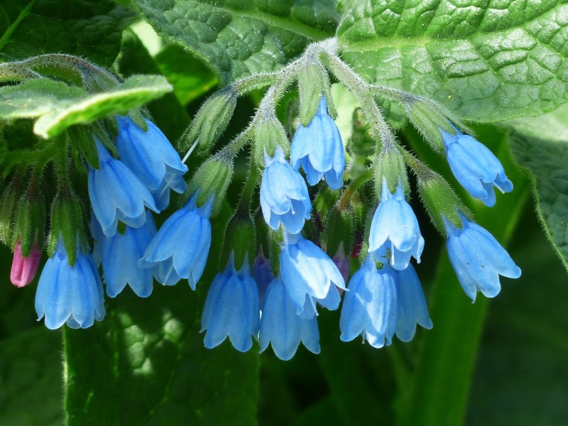 Comfrey Oil Herbal Oil