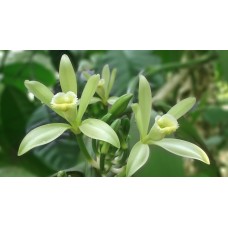 Tahitian Vanilla Herbal Oil