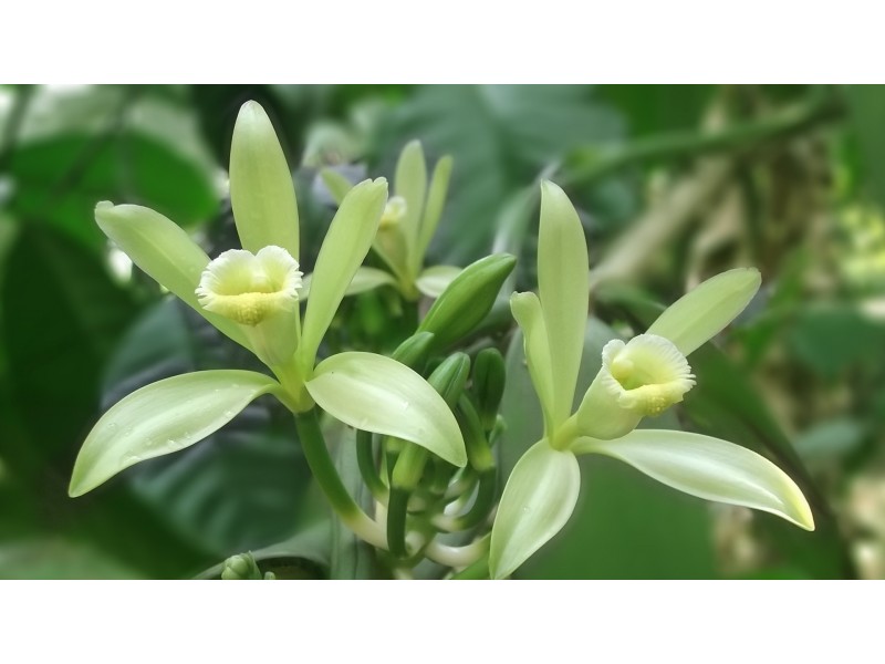 Tahitian Vanilla Herbal Oil