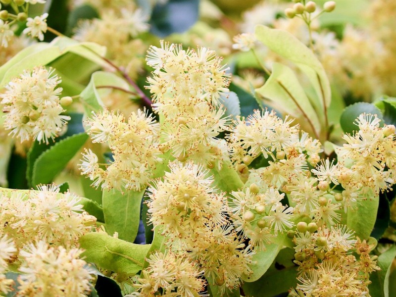 Linden or Lime Blossom