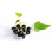 Blackcurrant Bud Absolute
