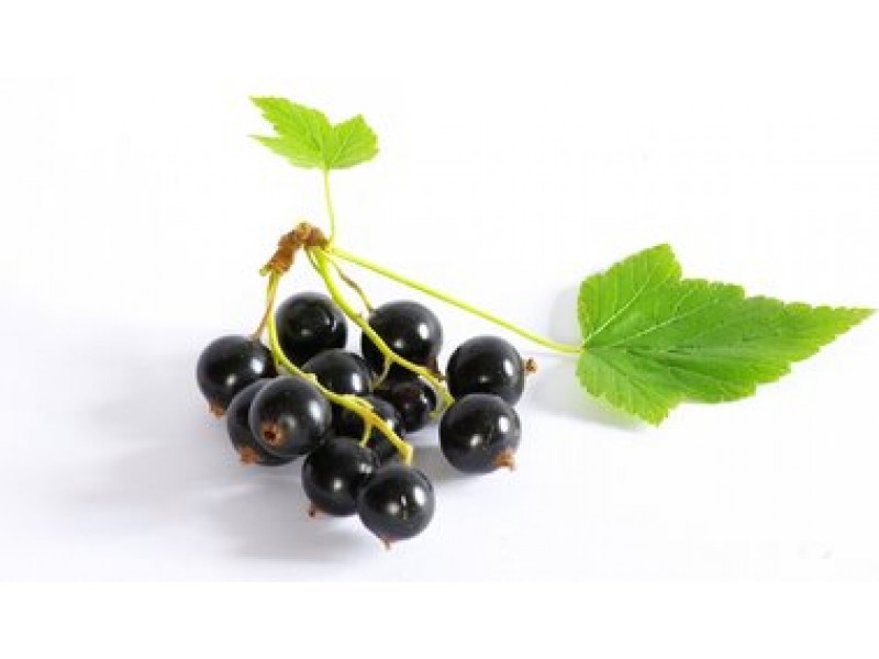 Blackcurrant Bud Absolute