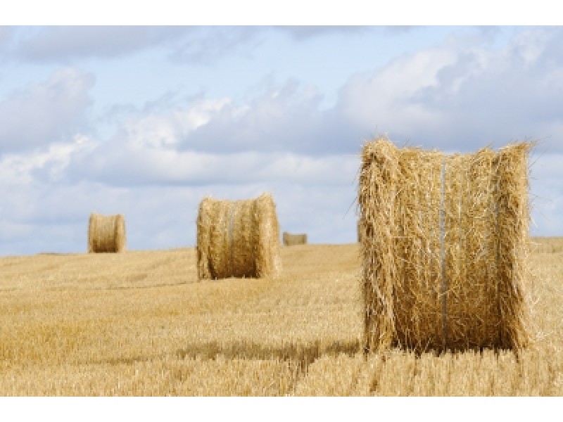 Hay Absolute
