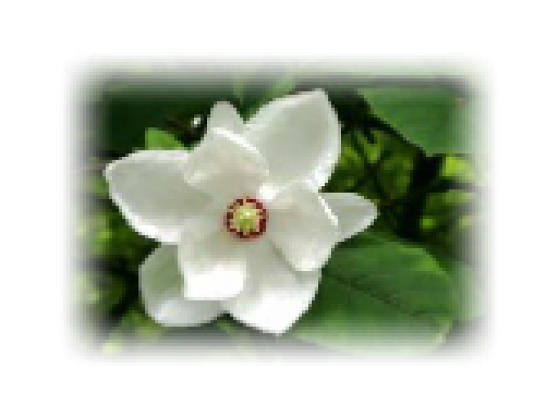 Magnolia Absolute