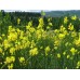 Broom (Genista) Absolute