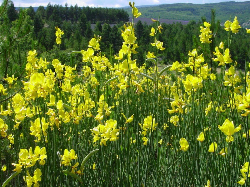 Broom (Genista) Absolute
