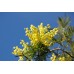 Mimosa, Maroc Absolute