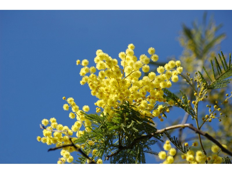 Mimosa, Maroc Absolute