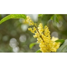 Osmanthus Absolute