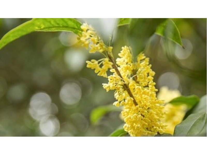 Osmanthus Absolute