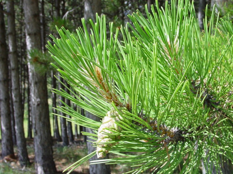 Pine Needles Absolute