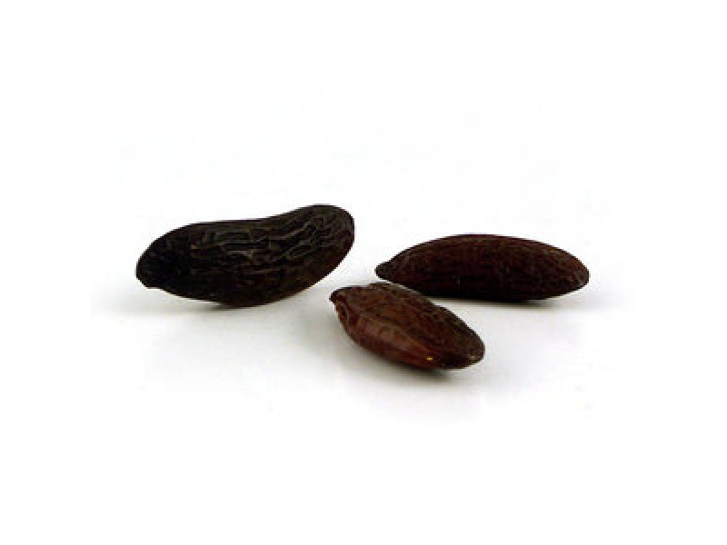 Tonka Bean Absolute