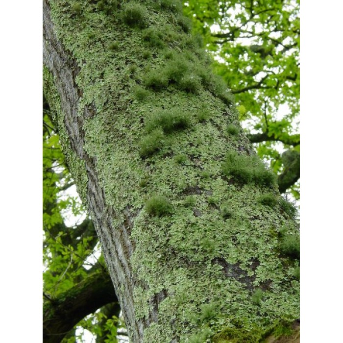 download tree moss download tree moss
