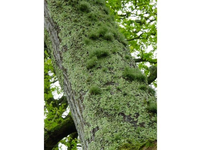 Tree Moss Absolute