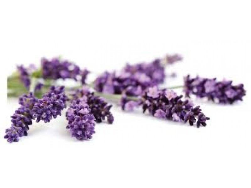 Lavender Comparative Pack