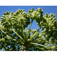 Angelica Seed Essential Oil (Angelica archangelica L)