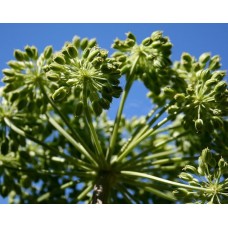 Angelica Seed Essential Oil (Angelica archangelica L)