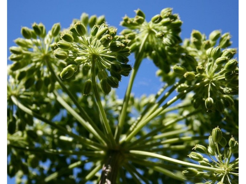 Angelica Seed Essential Oil (Angelica archangelica L)