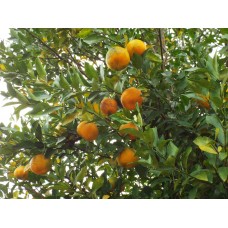 Bergamot (Lime), Citrus aurantium ssp bergamia