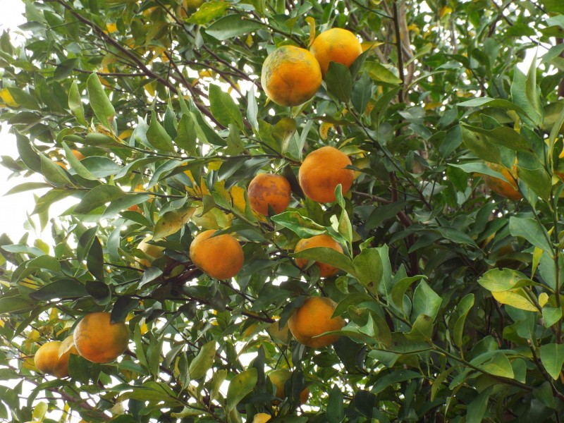 Bergamot (Lime), Citrus aurantium ssp bergamia