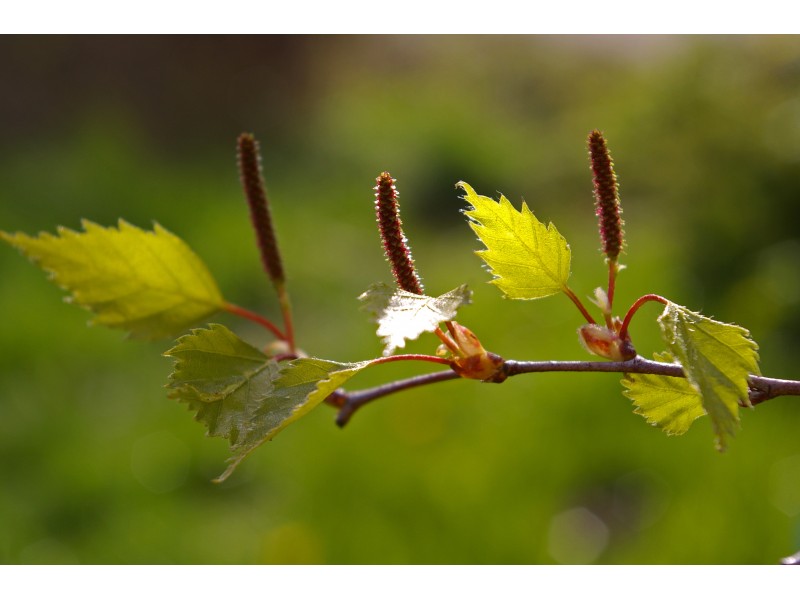 Birch, Black: Betula lenta L.