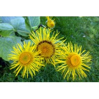 Inula, Inula graveolens Desf.