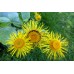 Inula, Inula graveolens Desf.