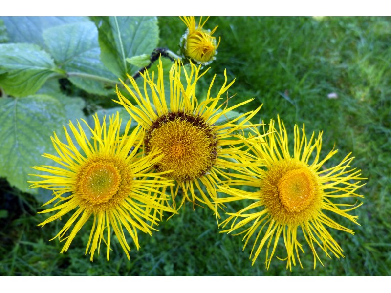 Inula, Inula graveolens Desf.