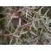Cade: Juniperus oxycedrus