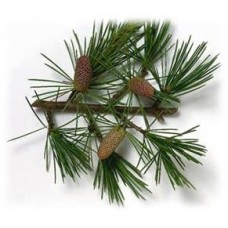 Cedarwood: Cedrus atlantica