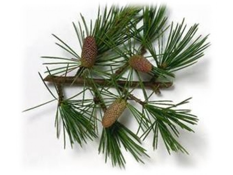 Cedarwood: Cedrus atlantica