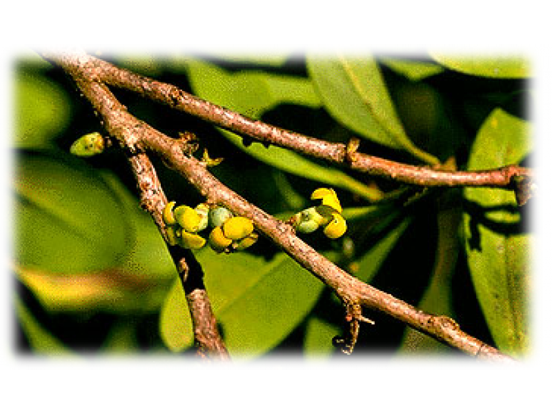 Cinnamosma Essential Oil (Cinnamosma fragans baillon)