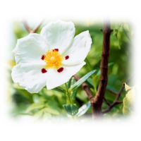 Cistus Essential Oil (Cistus ladaniferus)