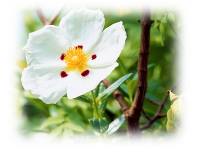 Cistus Essential Oil (Cistus ladaniferus)