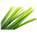 Citronella Grass: Cymbopogon nardus L.
