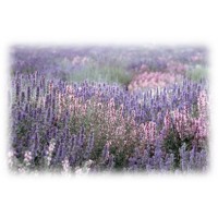 Clary Sage : Salvia sclarea L.