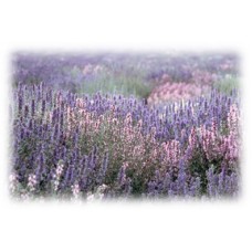 Clary Sage : Salvia sclarea L.