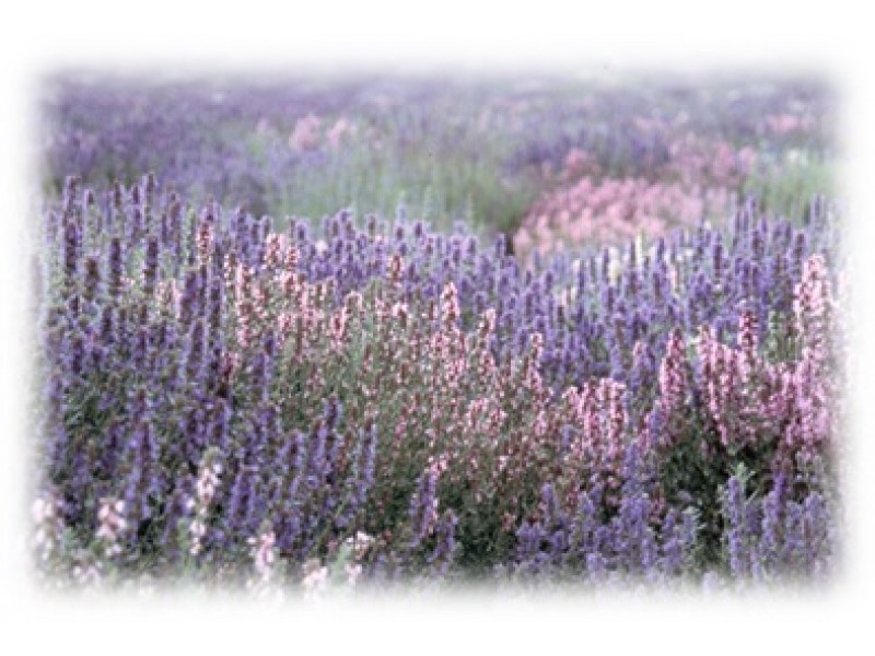 Clary Sage : Salvia sclarea L.